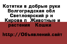 Котятки в добрые руки - Волгоградская обл., Светлоярский р-н, Кирова п. Животные и растения » Кошки   